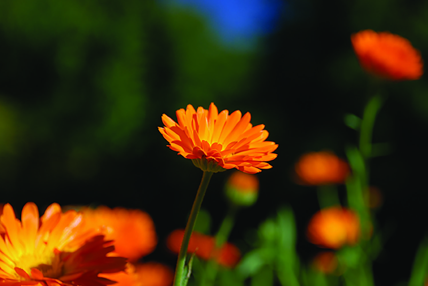 Marigold - flower